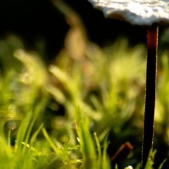 blueberries are jet fuel