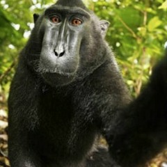 Singes Augmentés