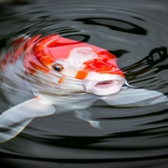 Koi Fi$ch (Cozy501s x 51 G-ross x Pre$ley x Koko040)