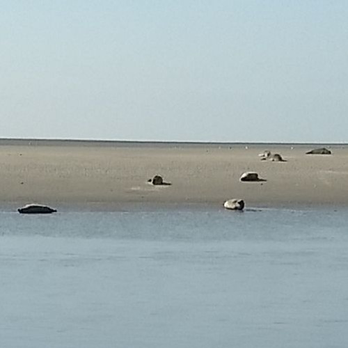 Observations: Baie D'Authie, France
