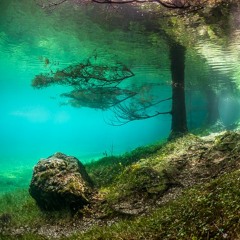 Pine Needle Trees (Under The Sea)