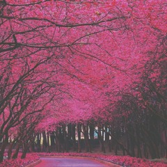 CHERRY BLOSSOMS (Prod.SRRY)
