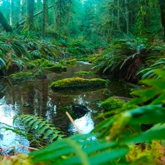 Creek Sounds For Sleeping, Studying Or Relaxing (75 Minutes)