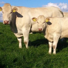 She Taught Me To Yodel