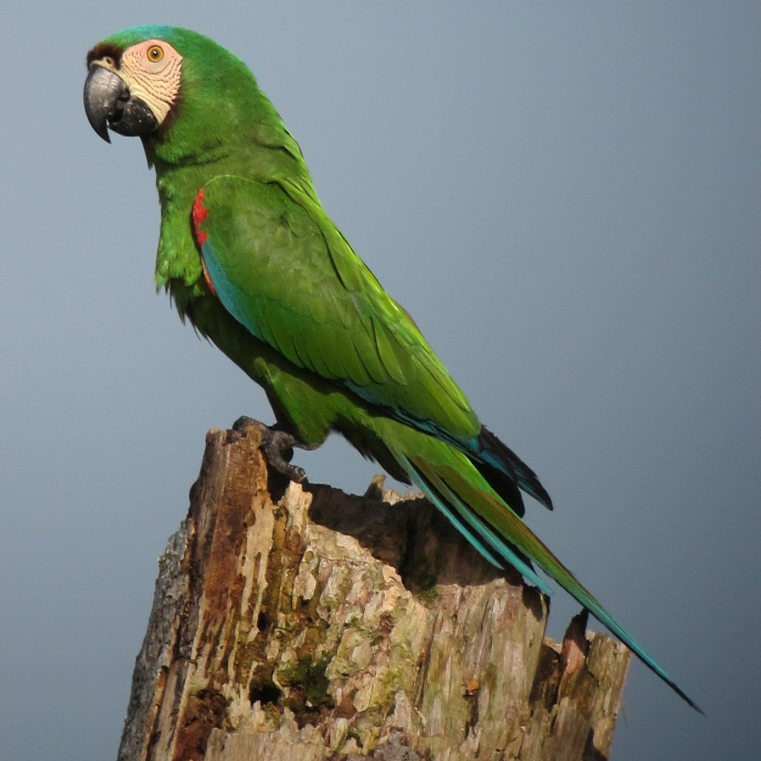 Prodavinci