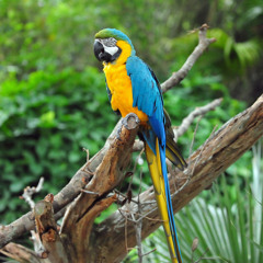 Guacamaya azul y amarilla (Ara ararauna)