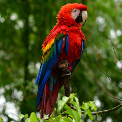Guacamaya bandera (Ara macao)
