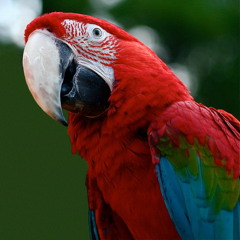 Guacamaya roja y verde (Ara chloroptera)