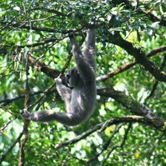 Two female duet Javan Gibbon ( Hylobates moloch), Sokokembang forest Central Java, Indonesia