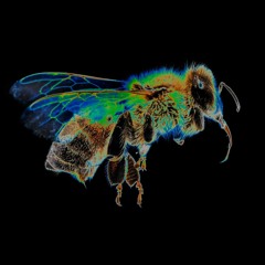 KilledBeez (RadioEdit Feat.Marvi)