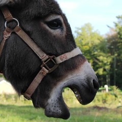 The New Donkey