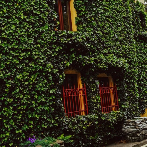 You're mistake! 😂 (Iguana mix)