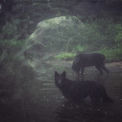 TRAPPED IN A DARK WOOD w/cyheuky