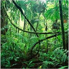 Jungle - Drum & Bass