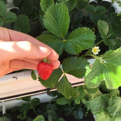 Believer-Imagine Dragons (Cover)