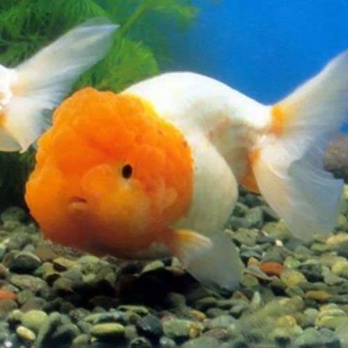 Yetsuby - You Popped A Gold Fish