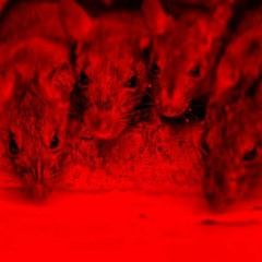 Toxic Mice