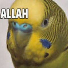 keşke stoner metalden anlasam