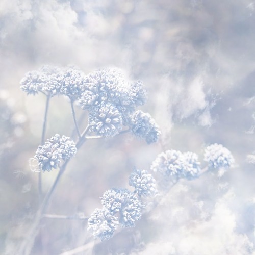 poemme - falling snow on a silent night