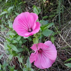 Benedicte I Barnehagen Hva Finnes Over Jorden