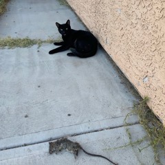 snitch lunch with Mr. Kitty