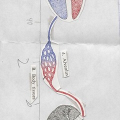 A. Lungs / B. Body Tissues