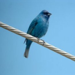 (Laholm) Blue Bird