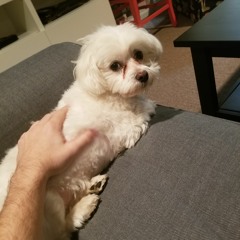 Strange Victory, Strange Defeat (Silver Jews)