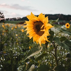 Ah, Sunflower