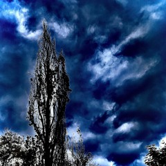 Stormcloud Above Trees