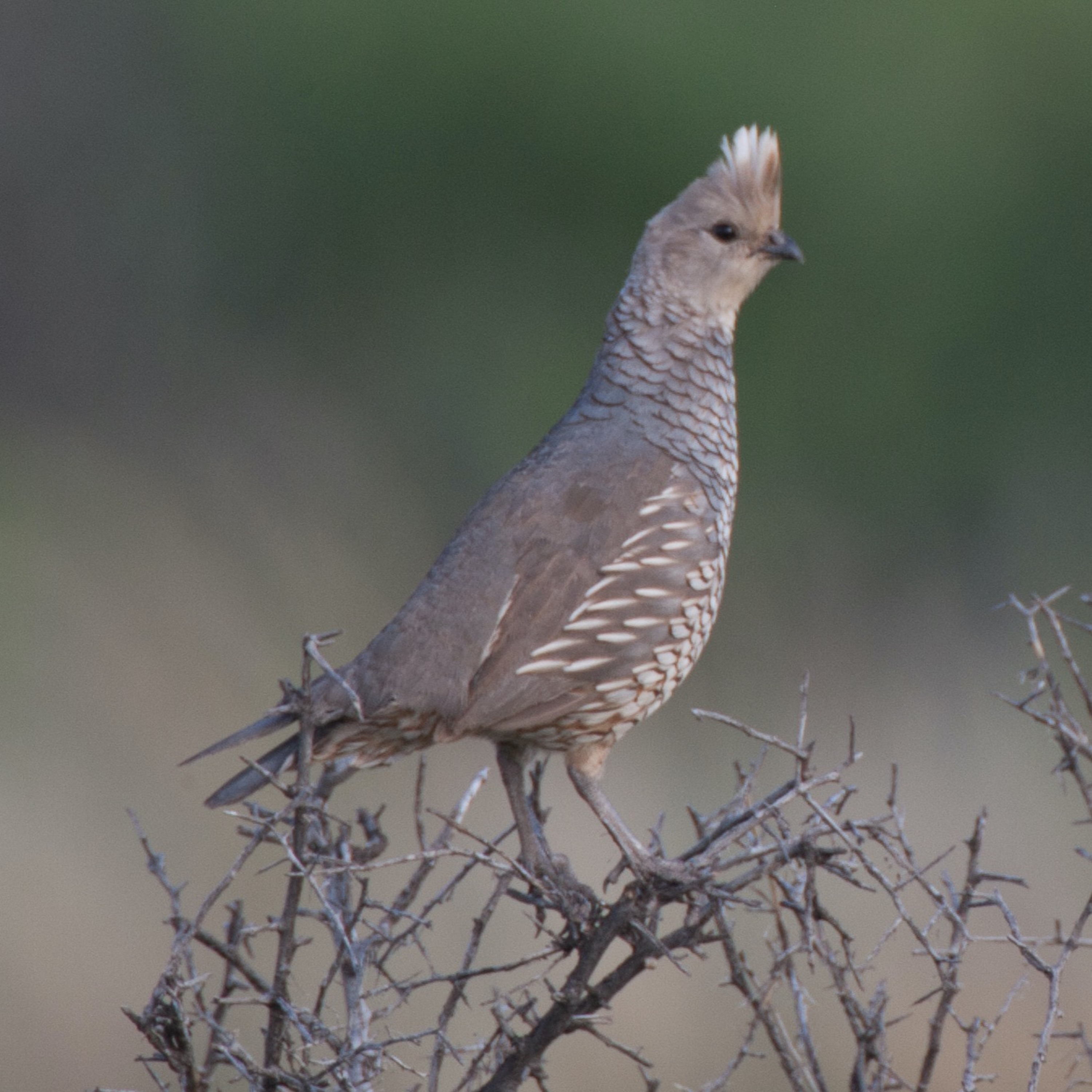 Dr. Dale on Quail