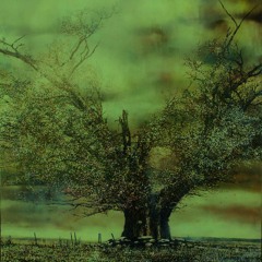 Hollow Tree