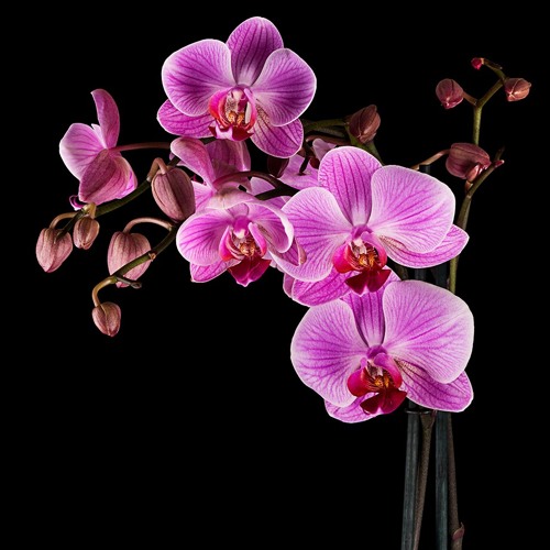 Na Watiqu - Paradise Rootz ft Cakau ni Mana & Nasio Domoni