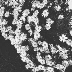 Search for Stillness