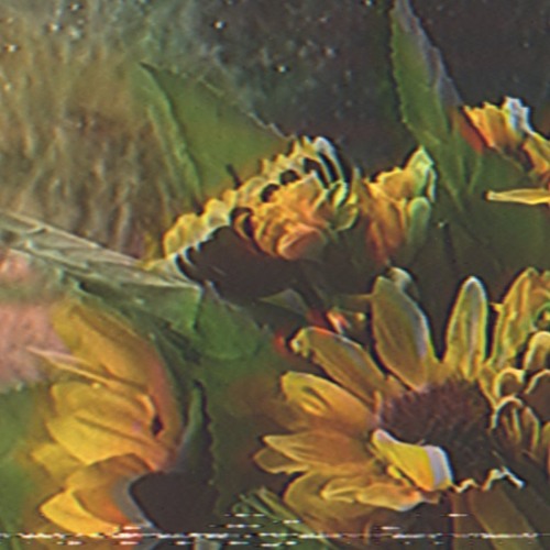 Capri Sunflower (prod. Lucas Müller, Abraham)