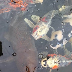Peaceful Koi