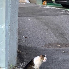 대답