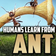 HUMANS LEARN AN AMAZING THING FROM ONE ANT ( Speaker: Mufti Menk )