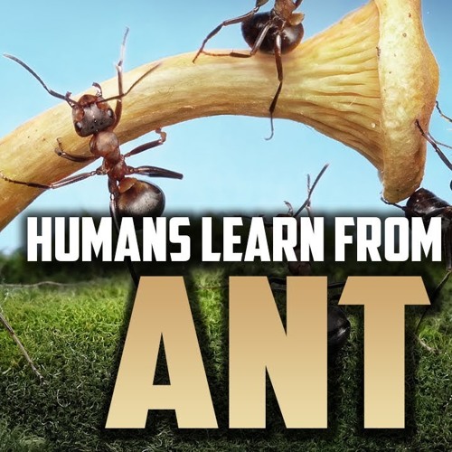 HUMANS LEARN AN AMAZING THING FROM ONE ANT ( Speaker: Mufti Menk )