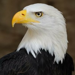 Alau Eagle Song