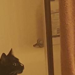 She Slept Among Cats (Background)