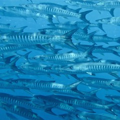 BARRACUDA FT. KIDD SUS