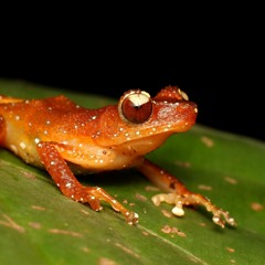 Nyctixalus pictus (White-spotted Bush frog). Call 1.