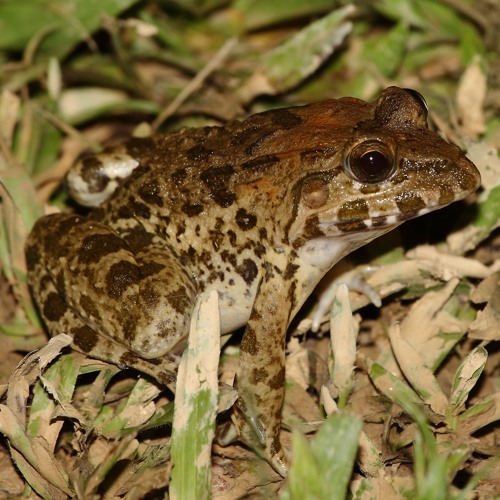 Stream Fejervarya cancrivora (Crabeating frog) by Herpetological
