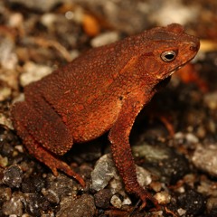 Ingerophrynus quadriporcatus (Four-ridge toad)