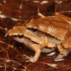 Microhyla heymonsi (Dark-sided chorus frog)