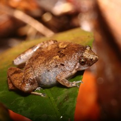 Microhyla mantheyi (Manthey's chorus frog)