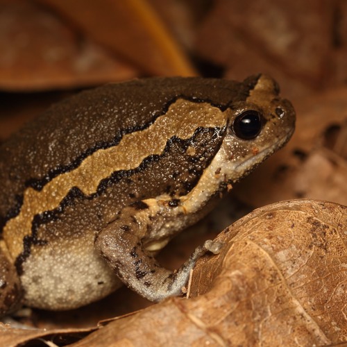 Kaloula pulchra (Banded bullfrog)