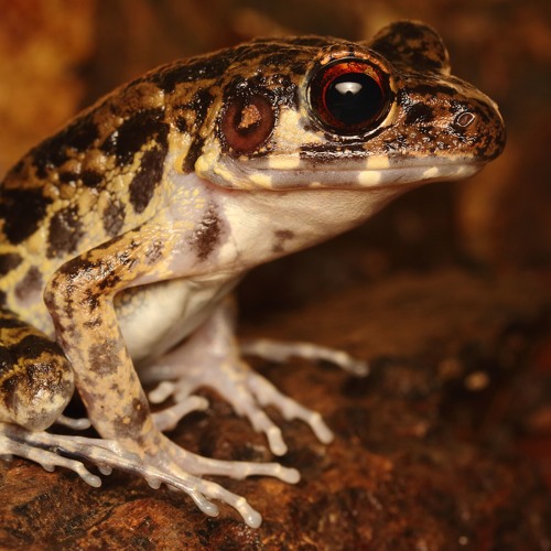 Stream Pulchrana glandulosa (Rough-sided frog) by Herpetological ...