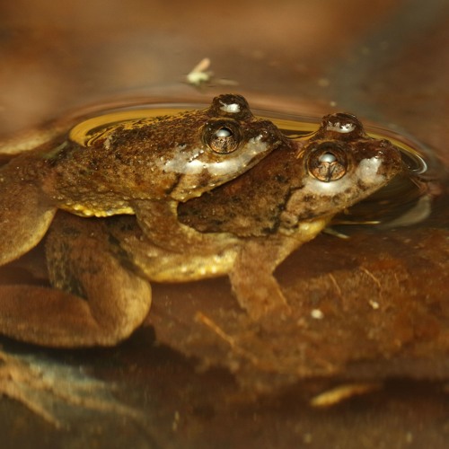 Stream Occidozyga sumatrana (Yellowbellied puddle frog) by